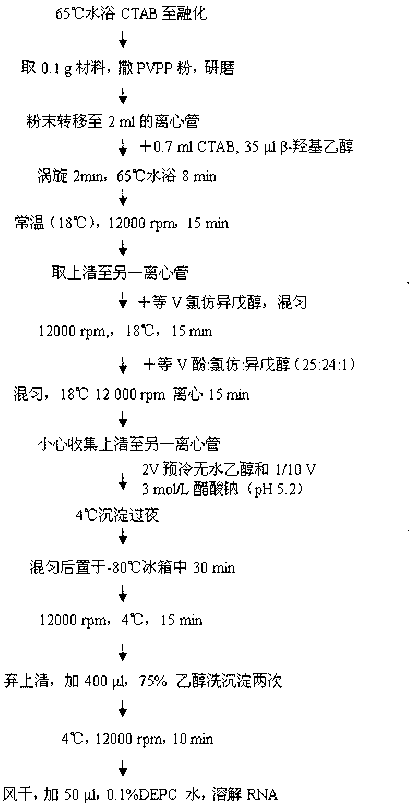 Method for extracting RNA (Ribonucleic Acid) of eremophyte Reaumuria songarica Maxim