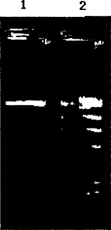 Poly-gamma-glutamic acid generation bacteria and method for producing poly-gamma-glutamic acid