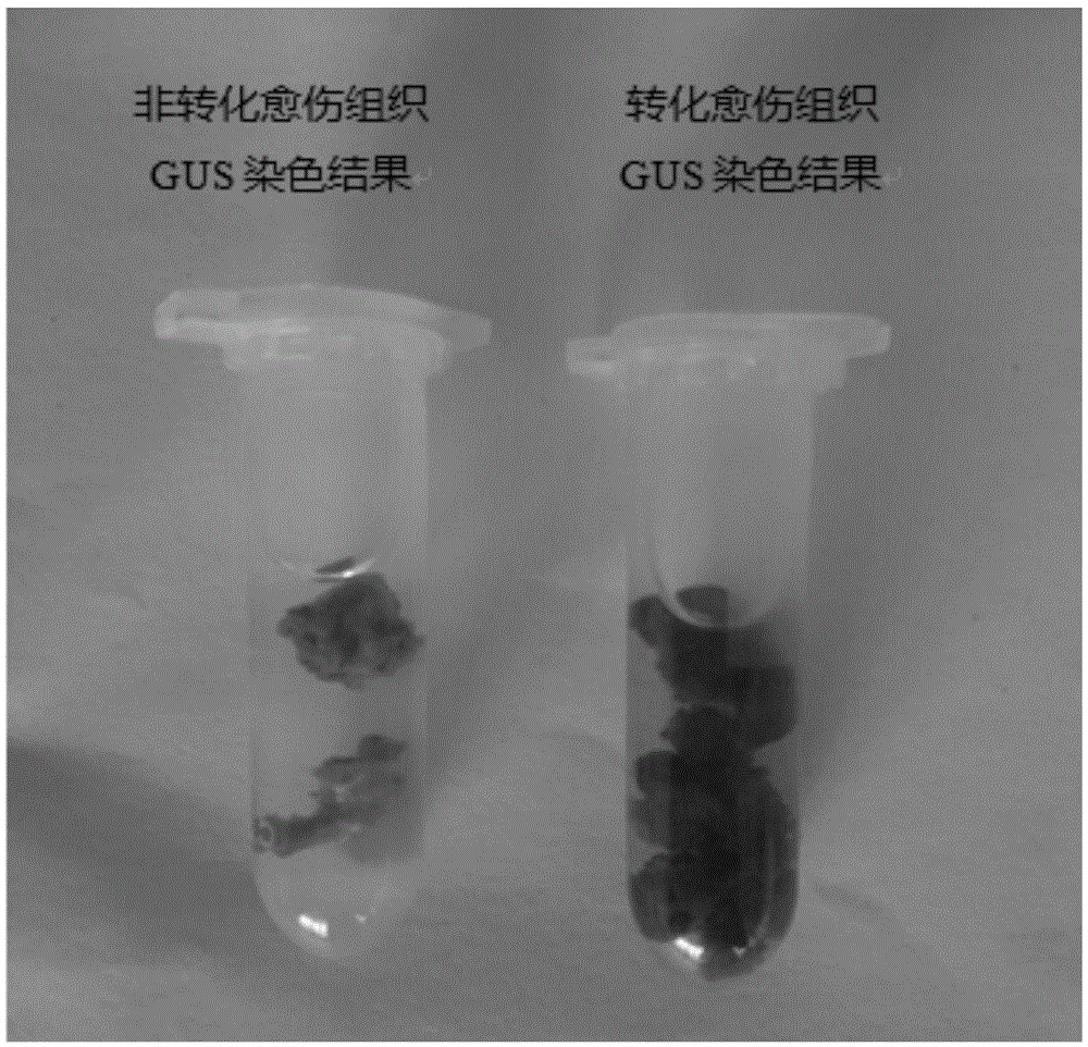 Dangshan pear genetic transformation method