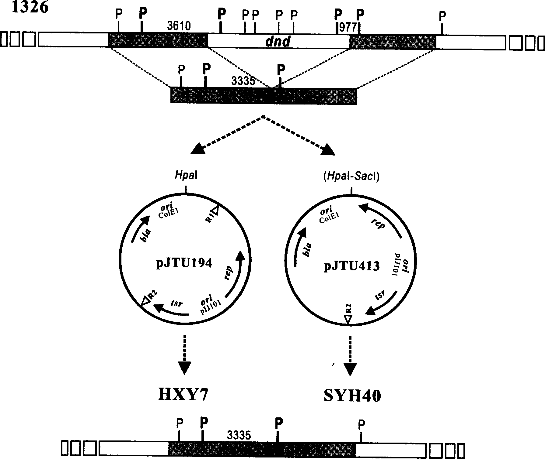 Serial duoble function kes carrier suitable for streptomycete chromosome gene knock-out