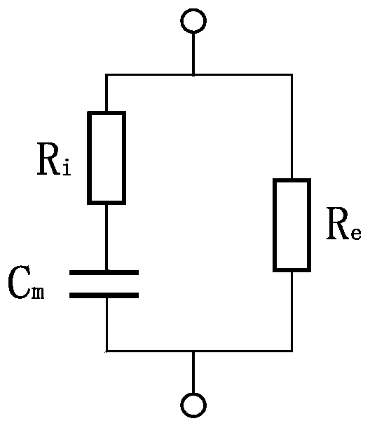 Rapid cervical cancer screening system and method