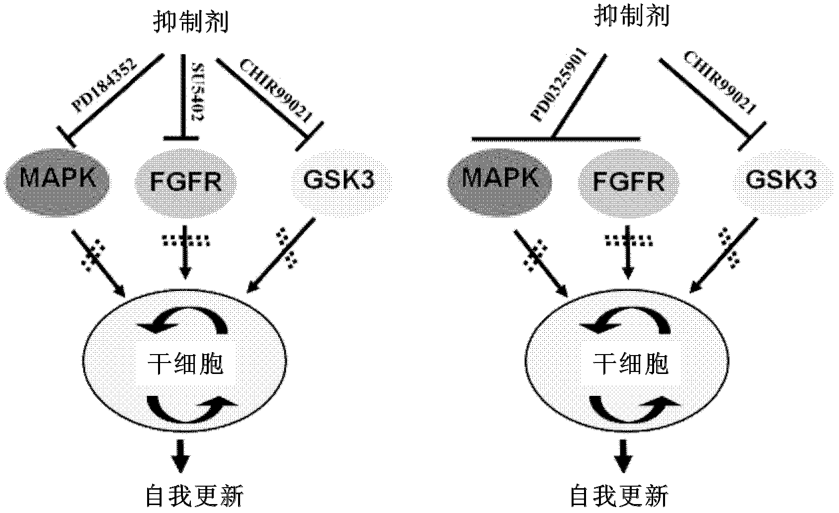 Culture medium for rat embryonic stem cells