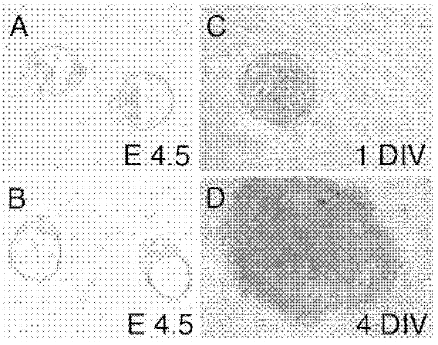 Culture medium for rat embryonic stem cells