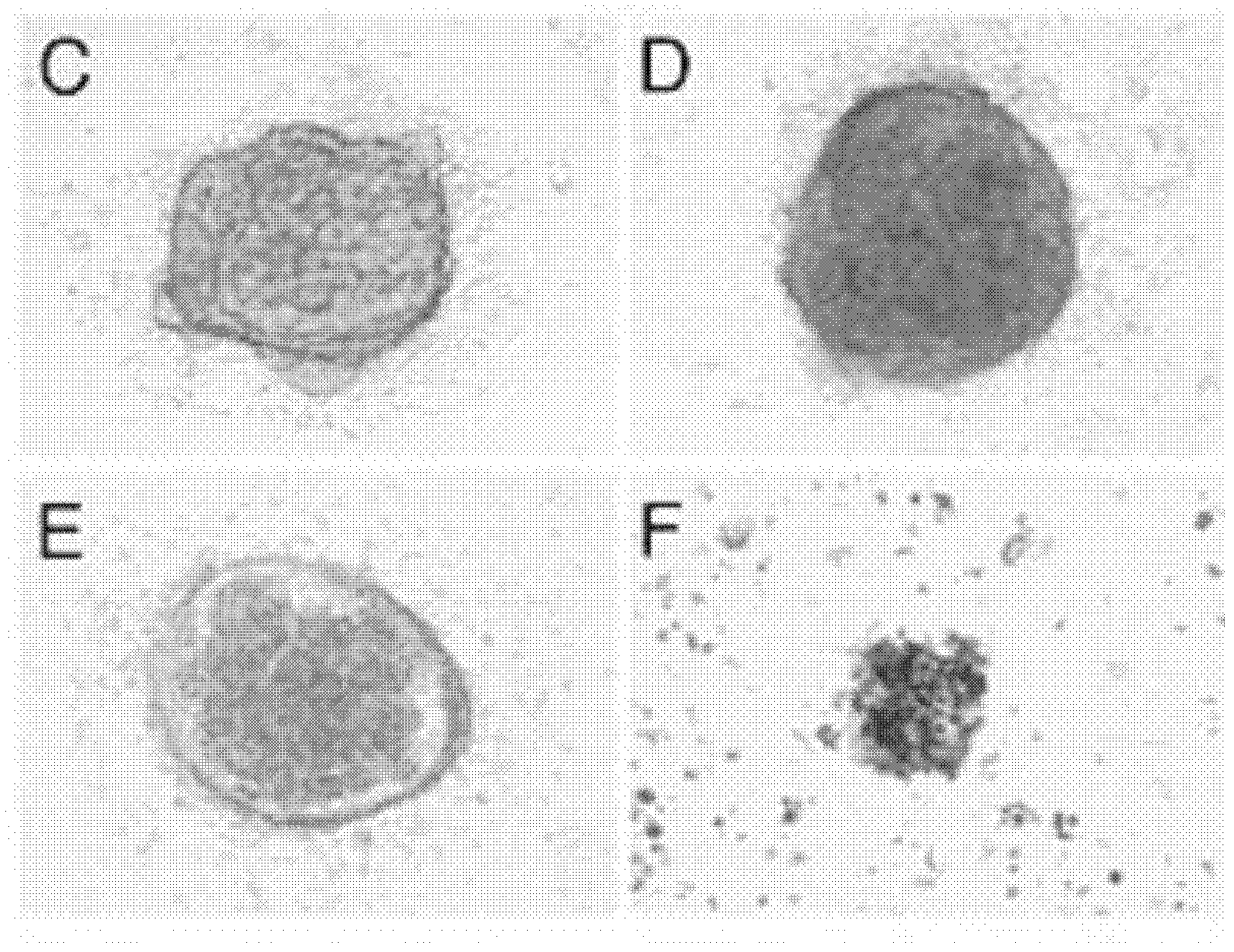 Culture medium for rat embryonic stem cells