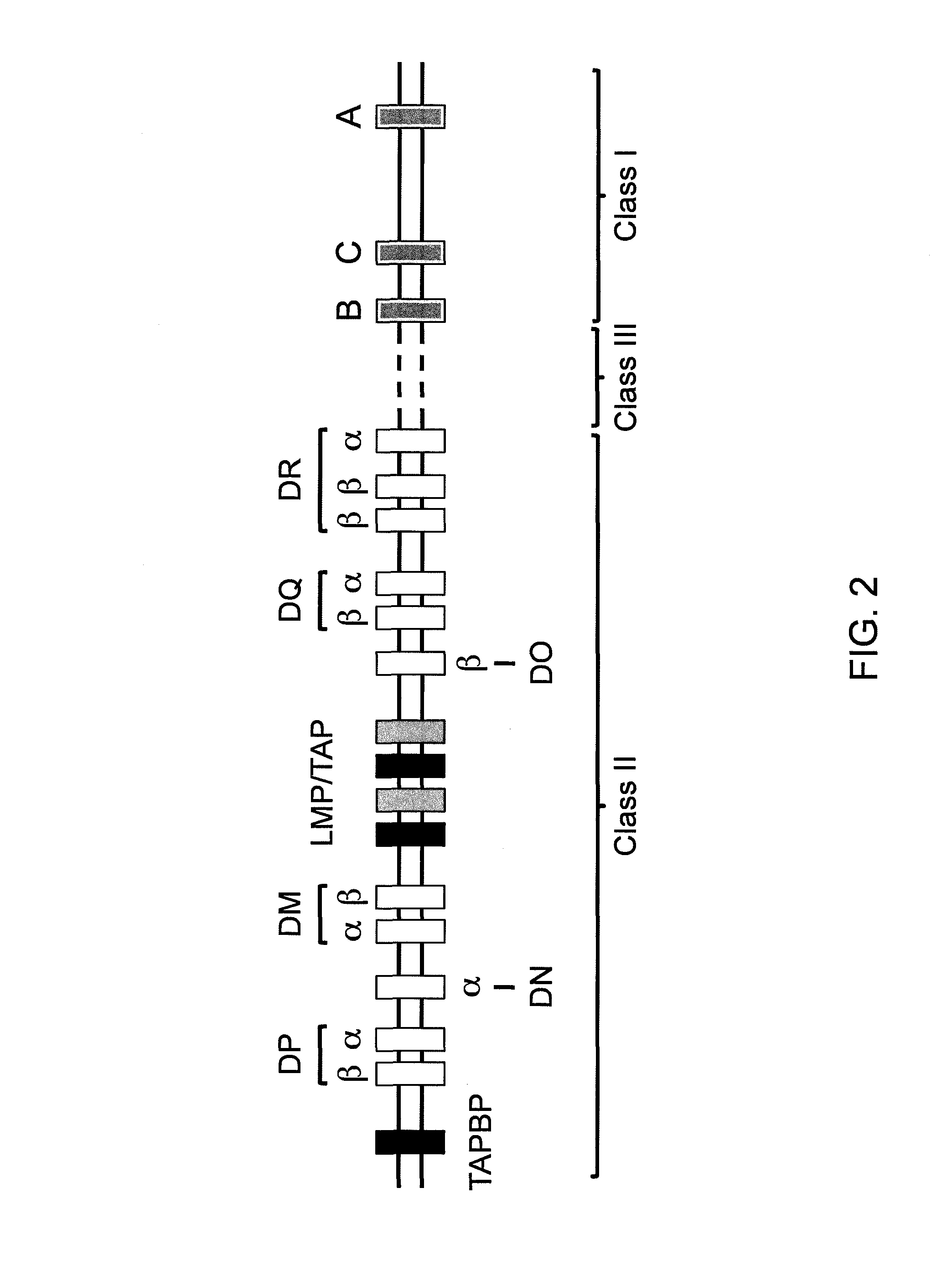 Genetically modified major histocompatibility complex mice