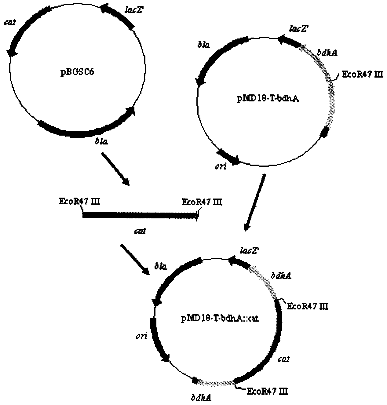 Method for producing acetoin through high-efficiency fermentation by appropriately expressing novel bacillus subtilis NADH oxidizing enzyme