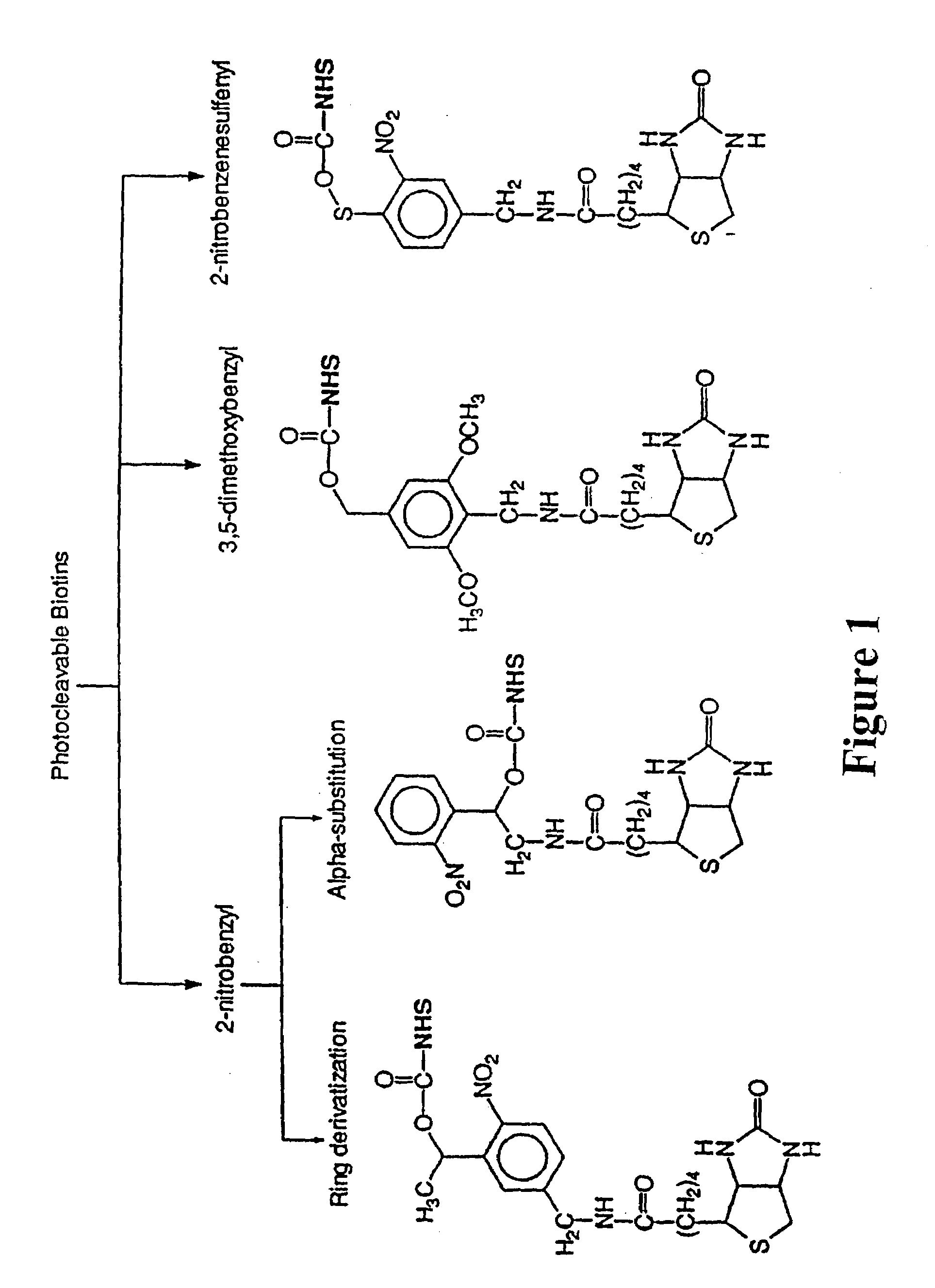 Photocleavable isotope-coded affinity tags