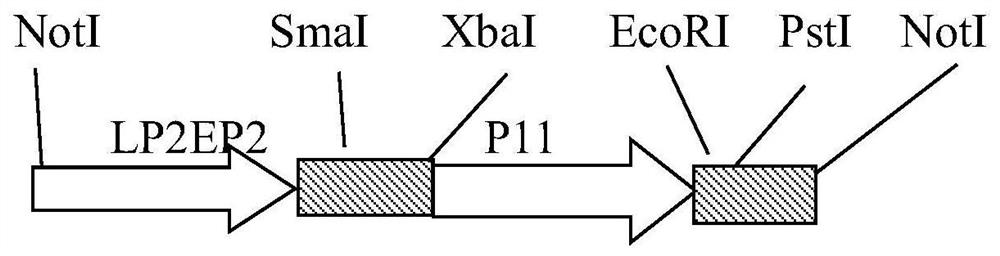 A recombinant fowl pox virus transfer vector expressing duck type 2 adenovirus fiber2 gene and its construction method and application