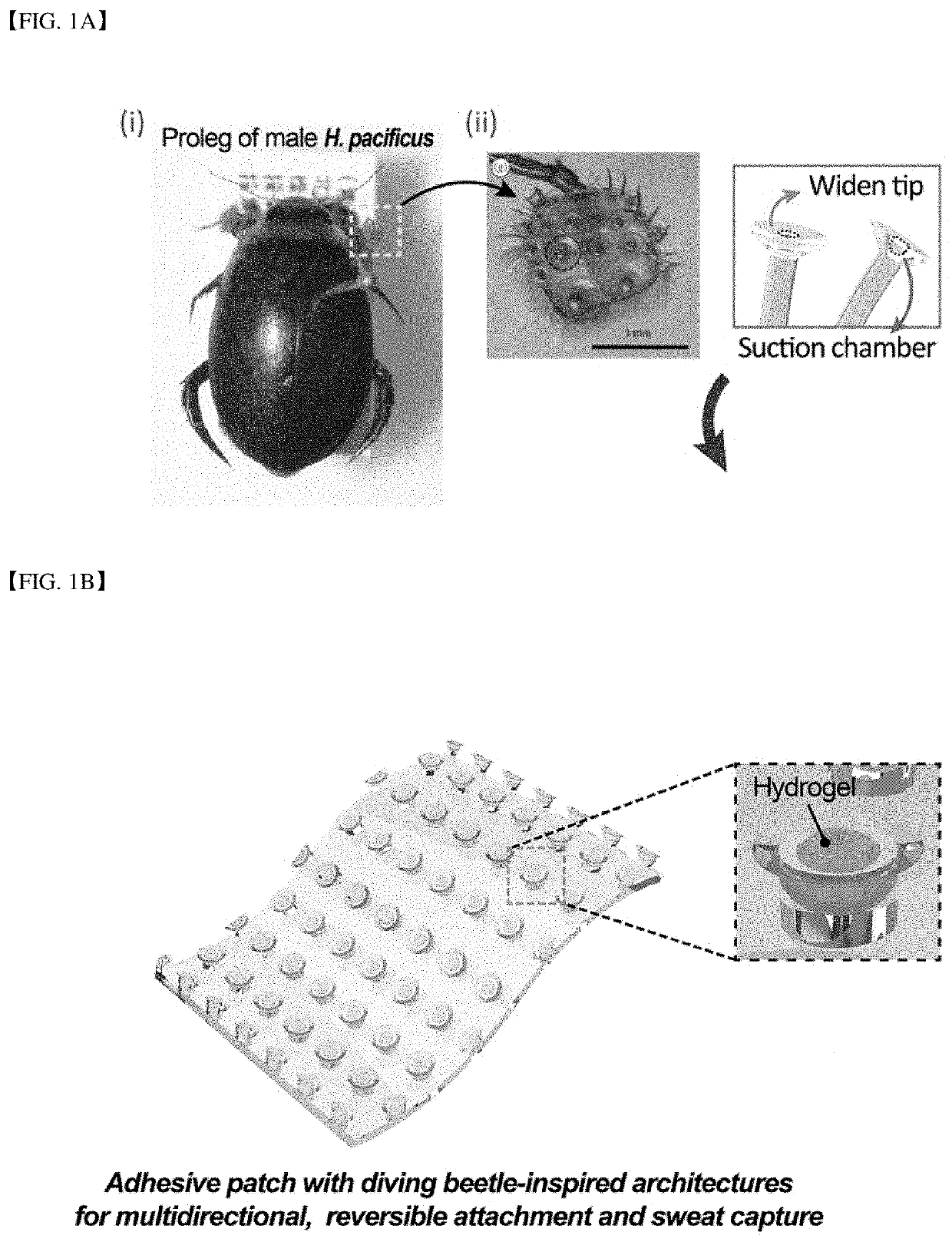 Dry adhesive patch with micro-absorbent hybrid structure capable of capturing and cleanly-adhering body-fluid and manufacturing method thereof