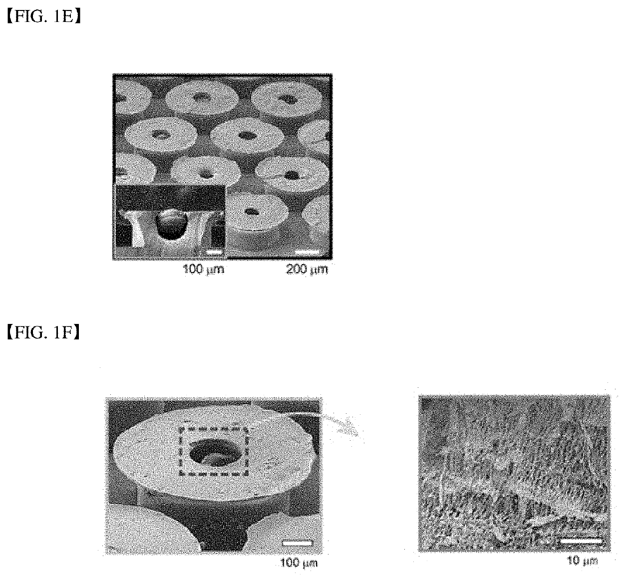 Dry adhesive patch with micro-absorbent hybrid structure capable of capturing and cleanly-adhering body-fluid and manufacturing method thereof