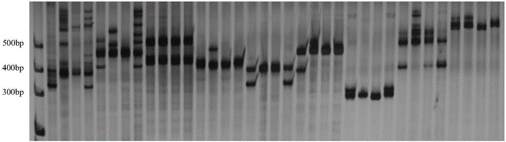 Kiwi fruit InDel molecular marker and screening method and application thereof