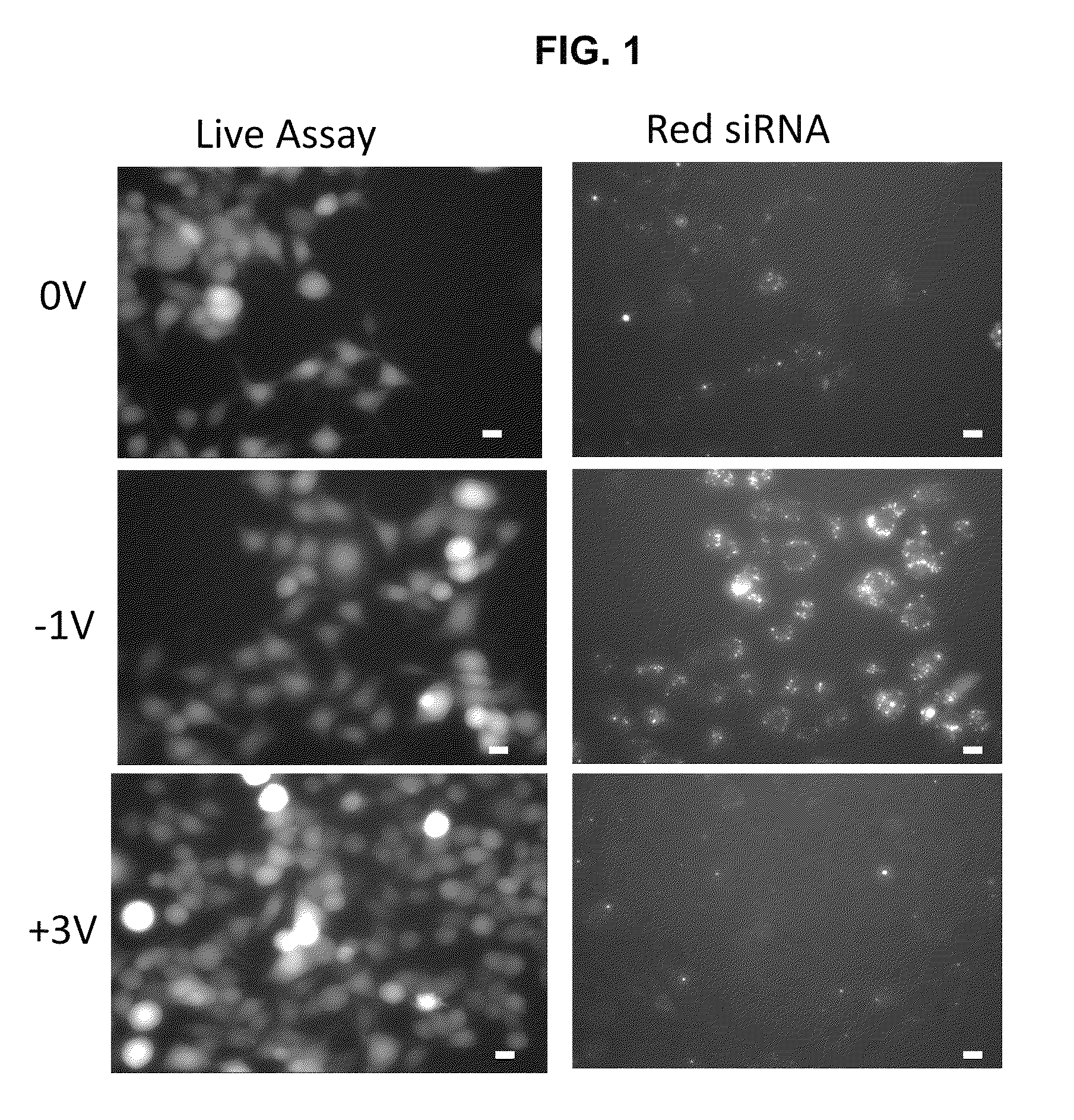 Methods and compositions for high efficiency transfection of siRNA