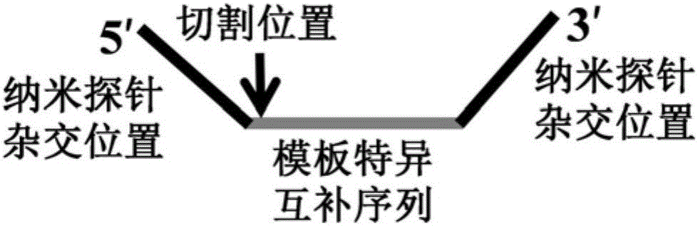 A new closed-type visual nucleic acid detection method coupled with nucleic acid amplification reaction, nucleic acid invasion reaction and nanoparticle color reaction