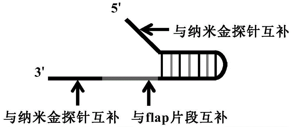 A new closed-type visual nucleic acid detection method coupled with nucleic acid amplification reaction, nucleic acid invasion reaction and nanoparticle color reaction