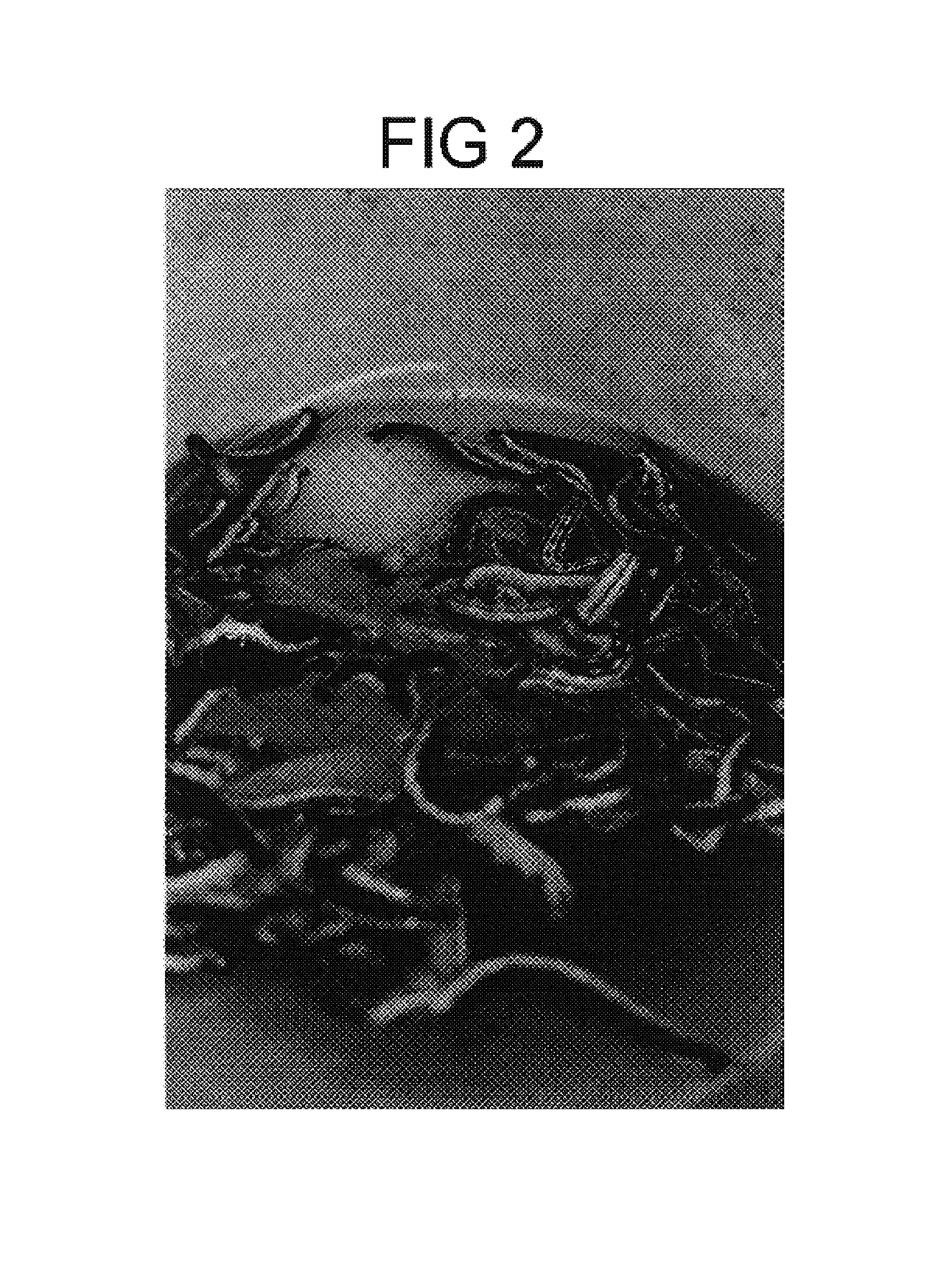 Method of preserving live Ceratomia catalpae larvae for use as fishing bait