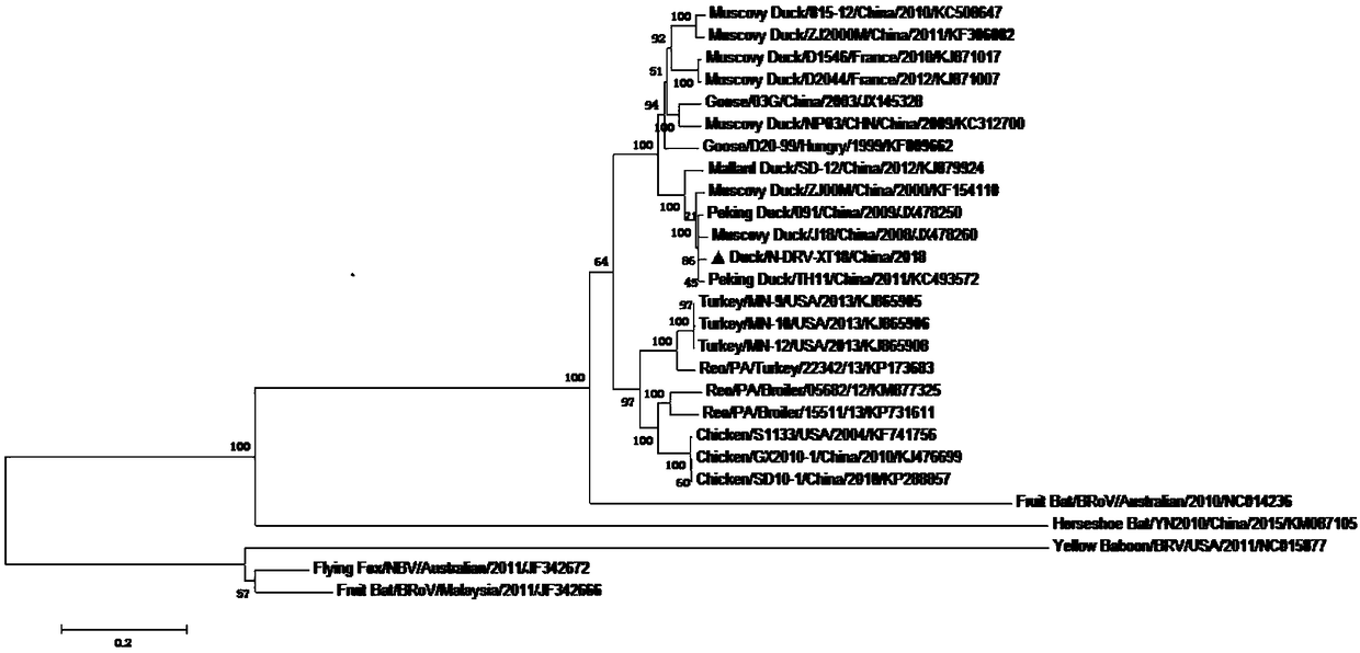 Duck reovirus causing duck spleen necrosis as well as inactivated vaccine and application thereof