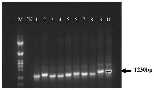 Method for improving the low-temperature stress resistance of rice and plant expression vector used in method