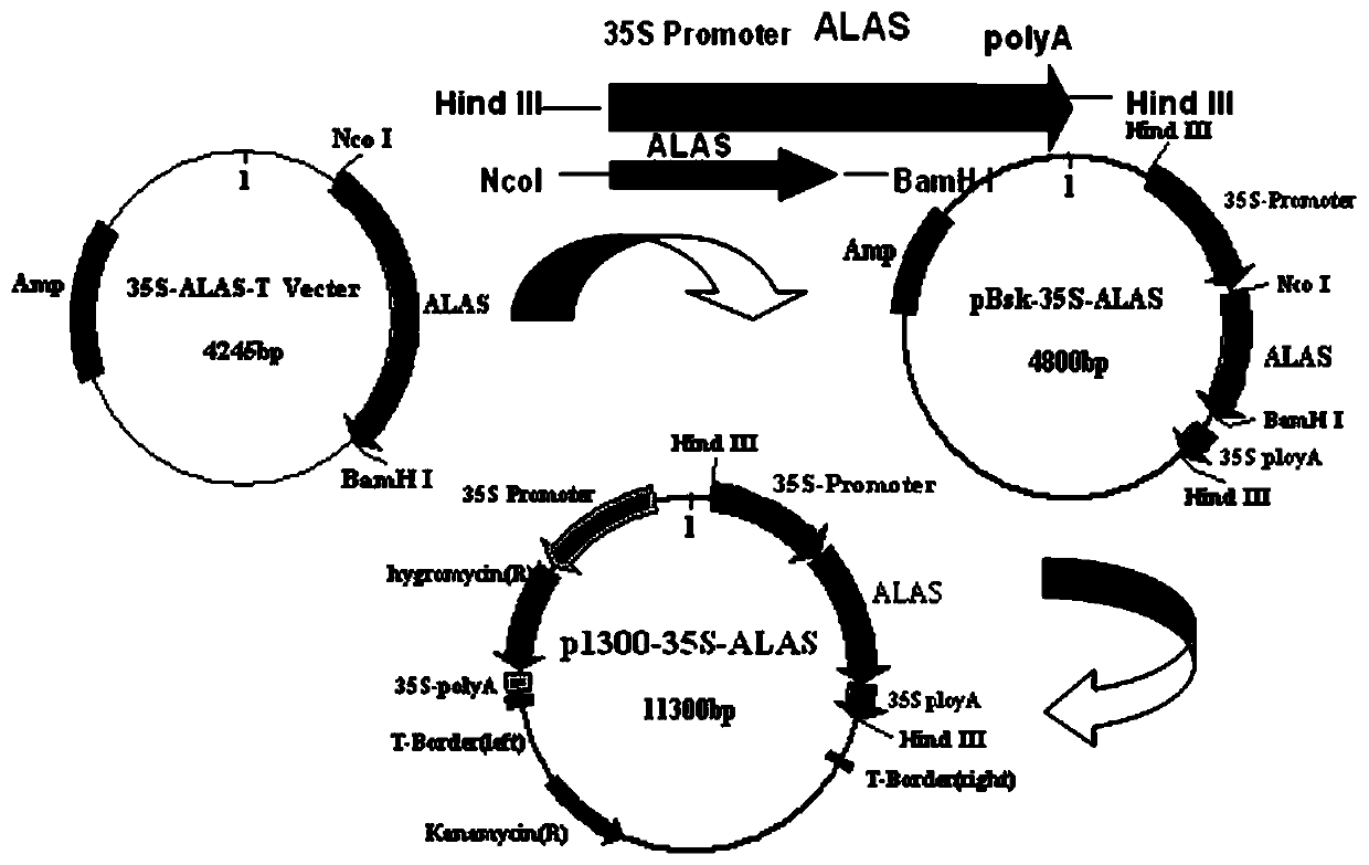 Method for improving the low-temperature stress resistance of rice and plant expression vector used in method