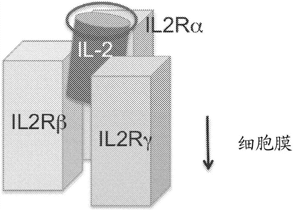 Modified IL-2 variants that selectively activate regulatory T cells for the treatment of autoimmune diseases