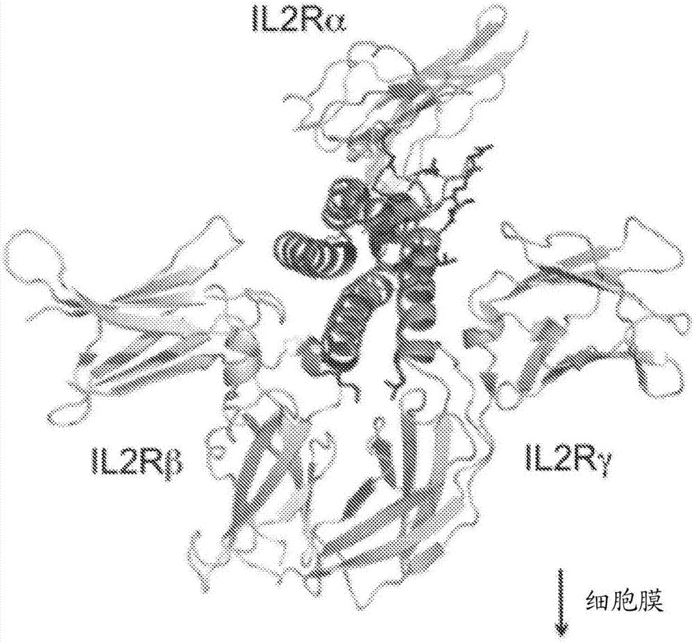 Modified IL-2 variants that selectively activate regulatory T cells for the treatment of autoimmune diseases