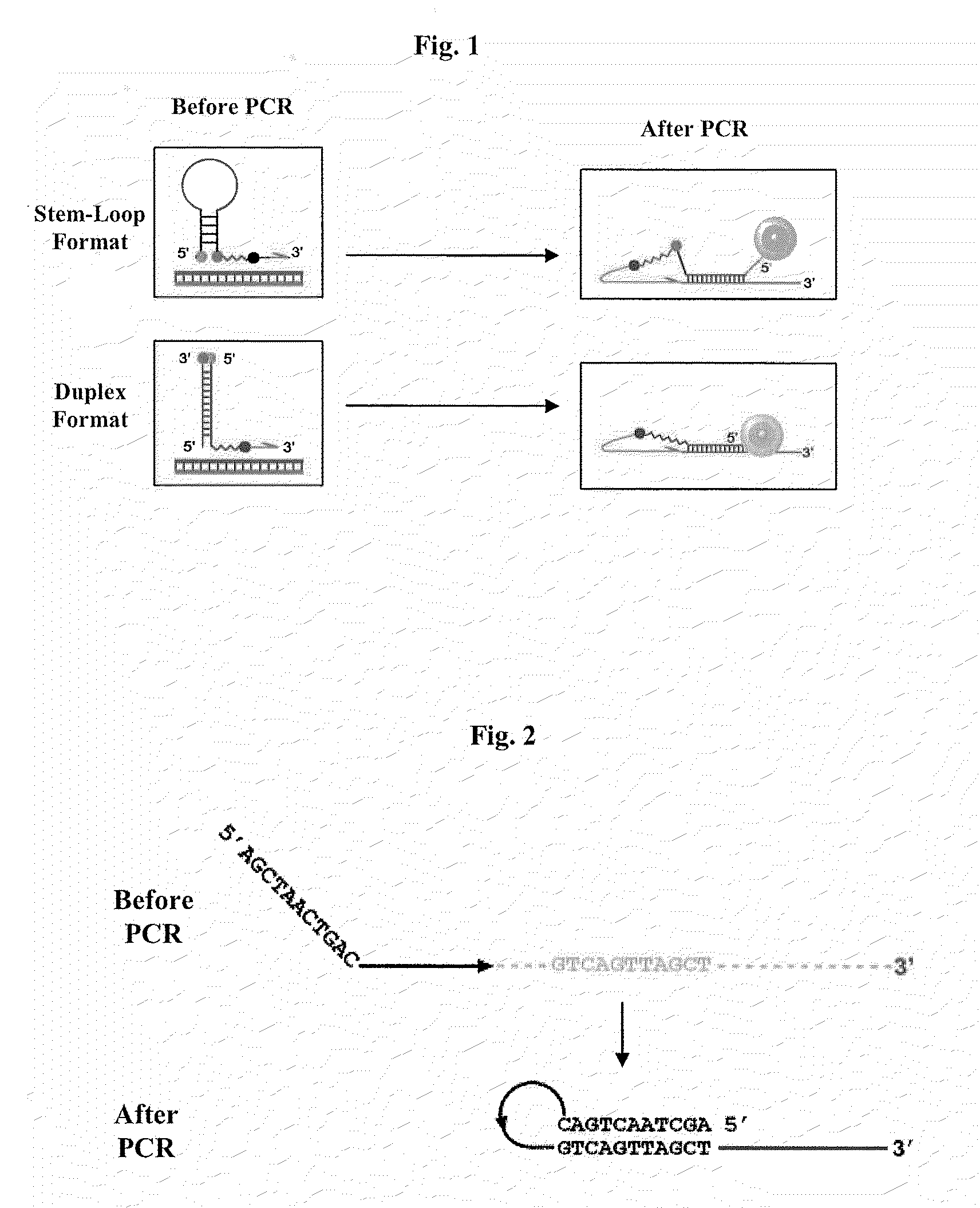 Primers for melting analysis