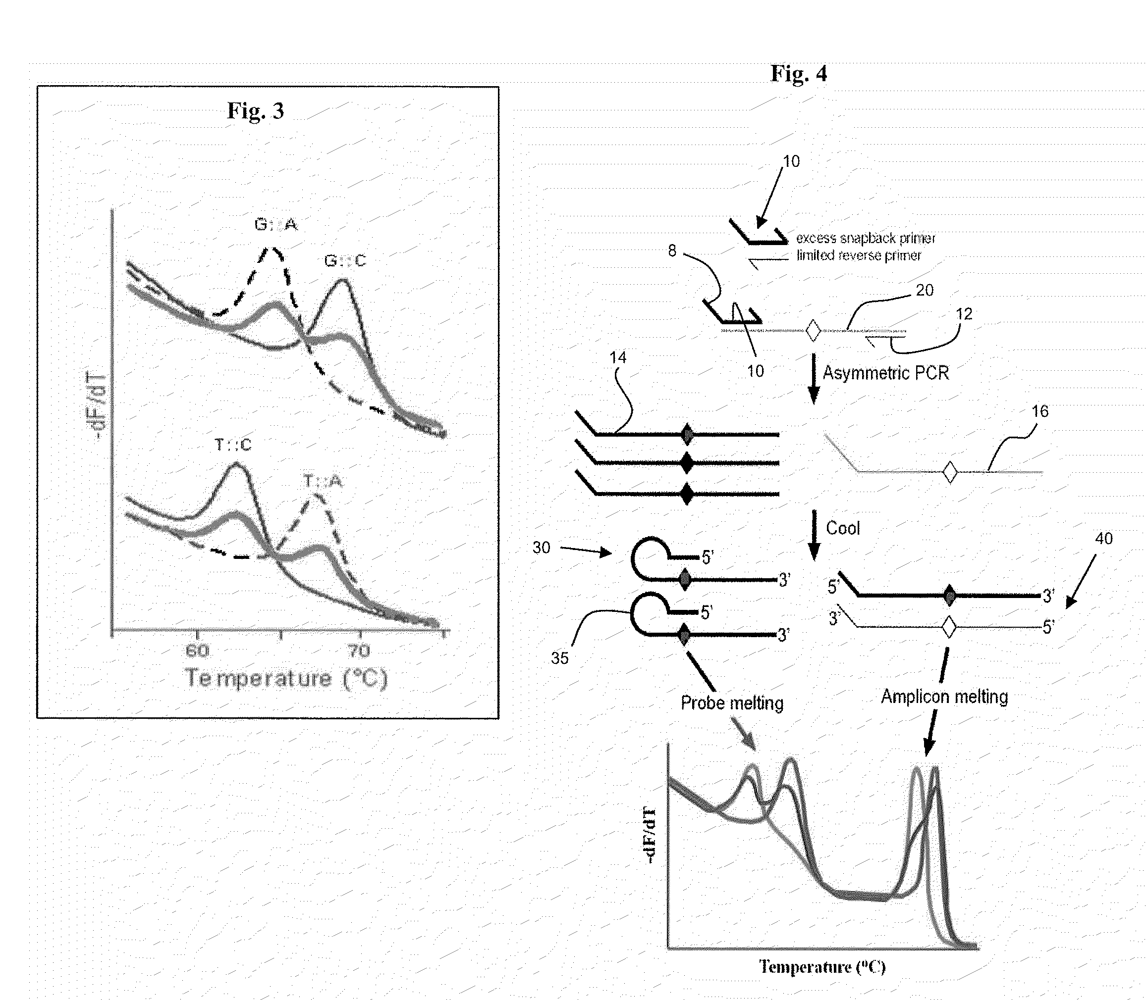 Primers for melting analysis