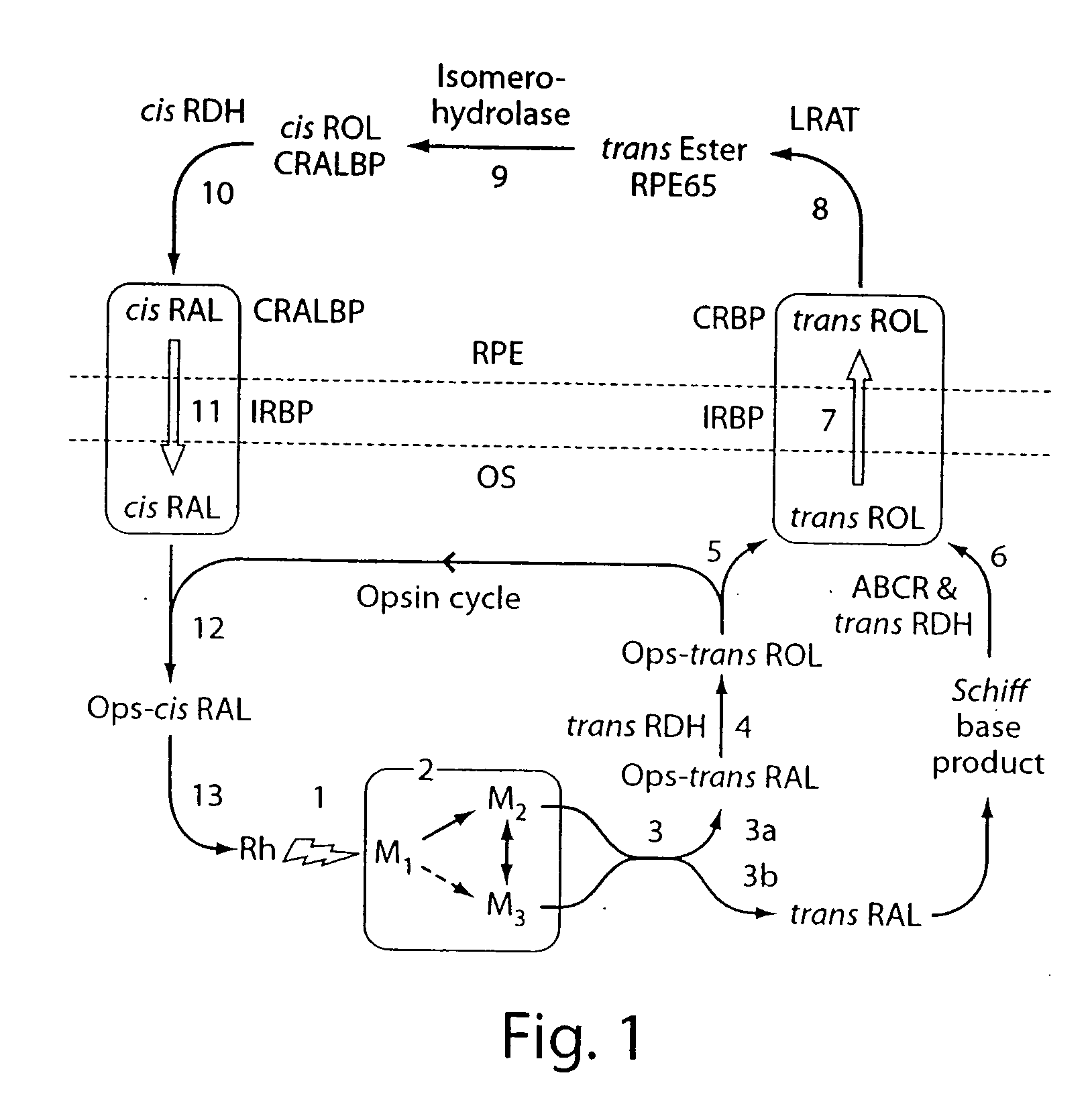 Compositions and methods of treating retinal disease