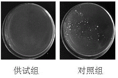 Blumea balsamifera oral care solution, and preparation method and application thereof