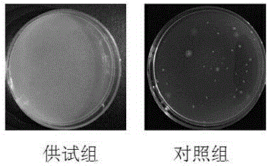 Blumea balsamifera oral care solution, and preparation method and application thereof