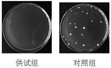 Blumea balsamifera oral care solution, and preparation method and application thereof