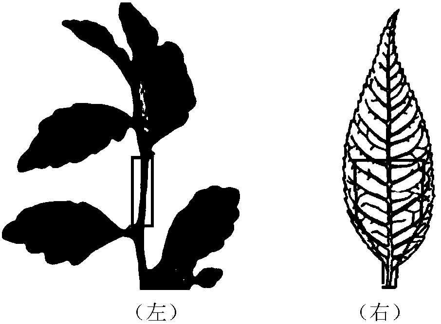 A method for induction and differentiation of leaf callus of saline-alkali-tolerant fast-growing Ulmus ulma clone