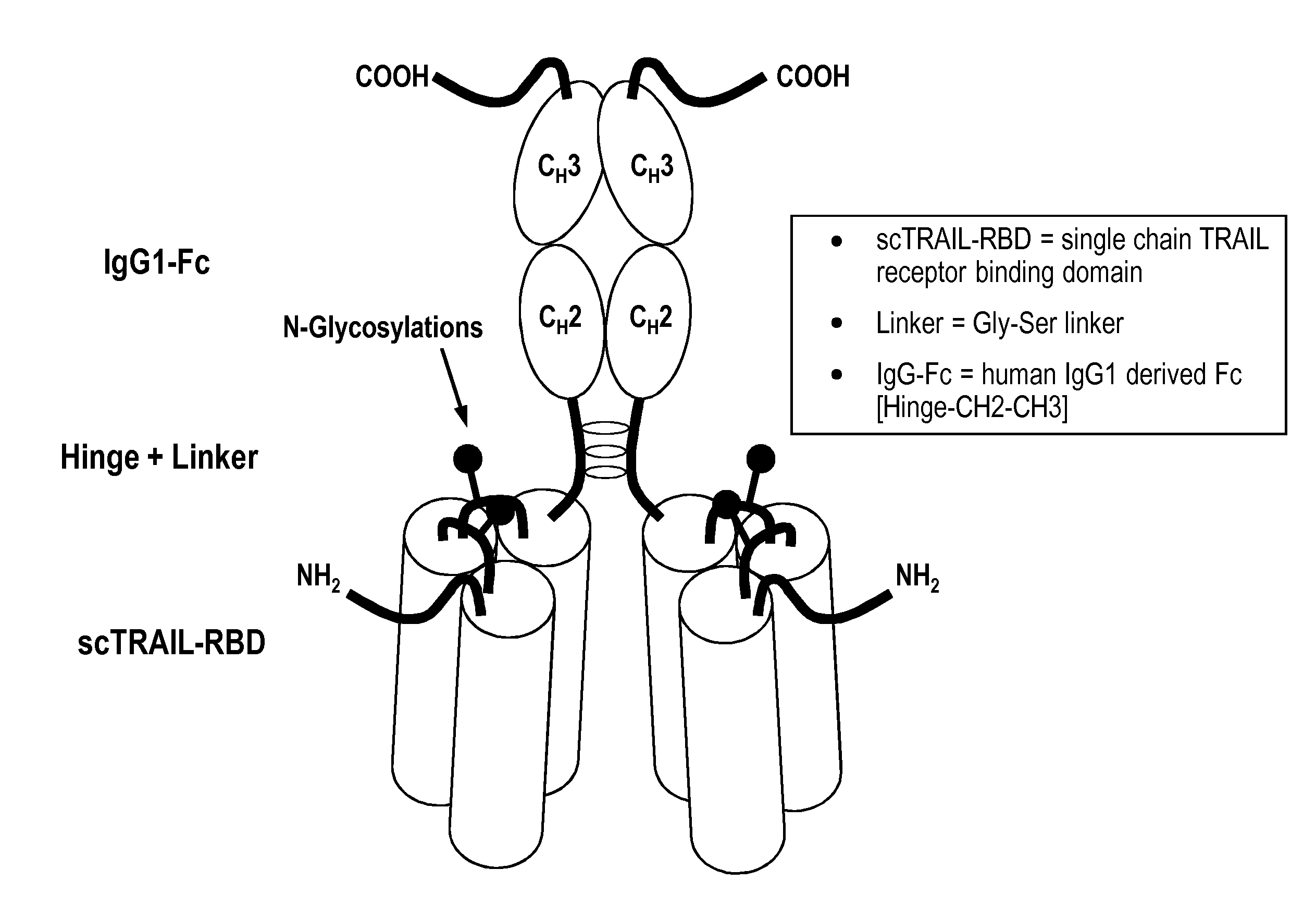 Single-chain trail-receptor agonist proteins