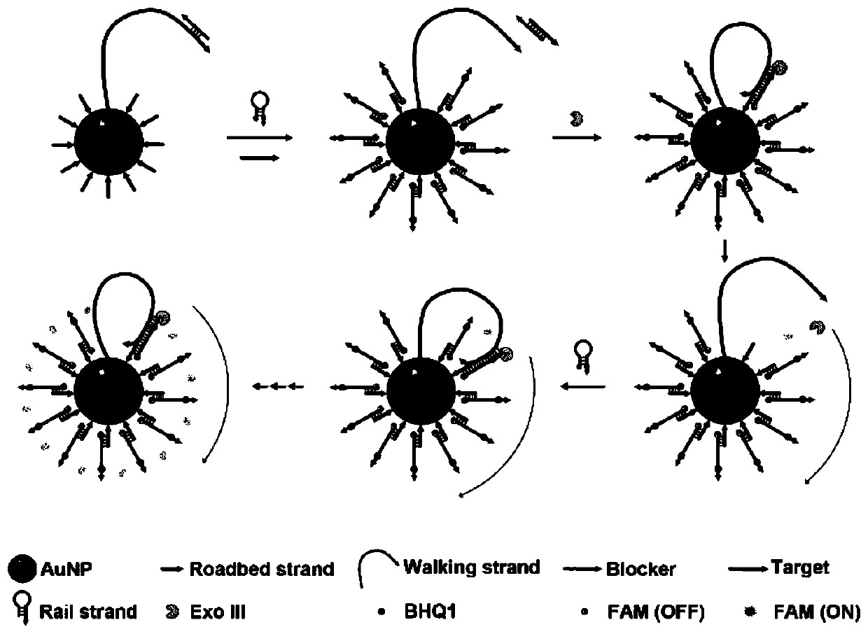 Track regeneration type DNA walker and application thereof