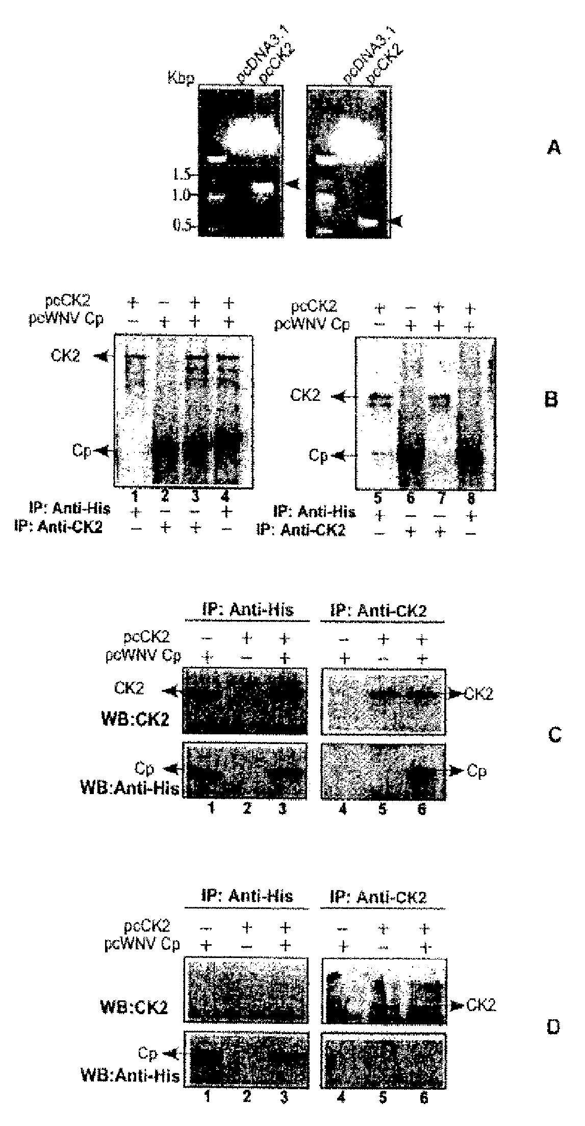 Antiviral inhibition of casein kinase ii