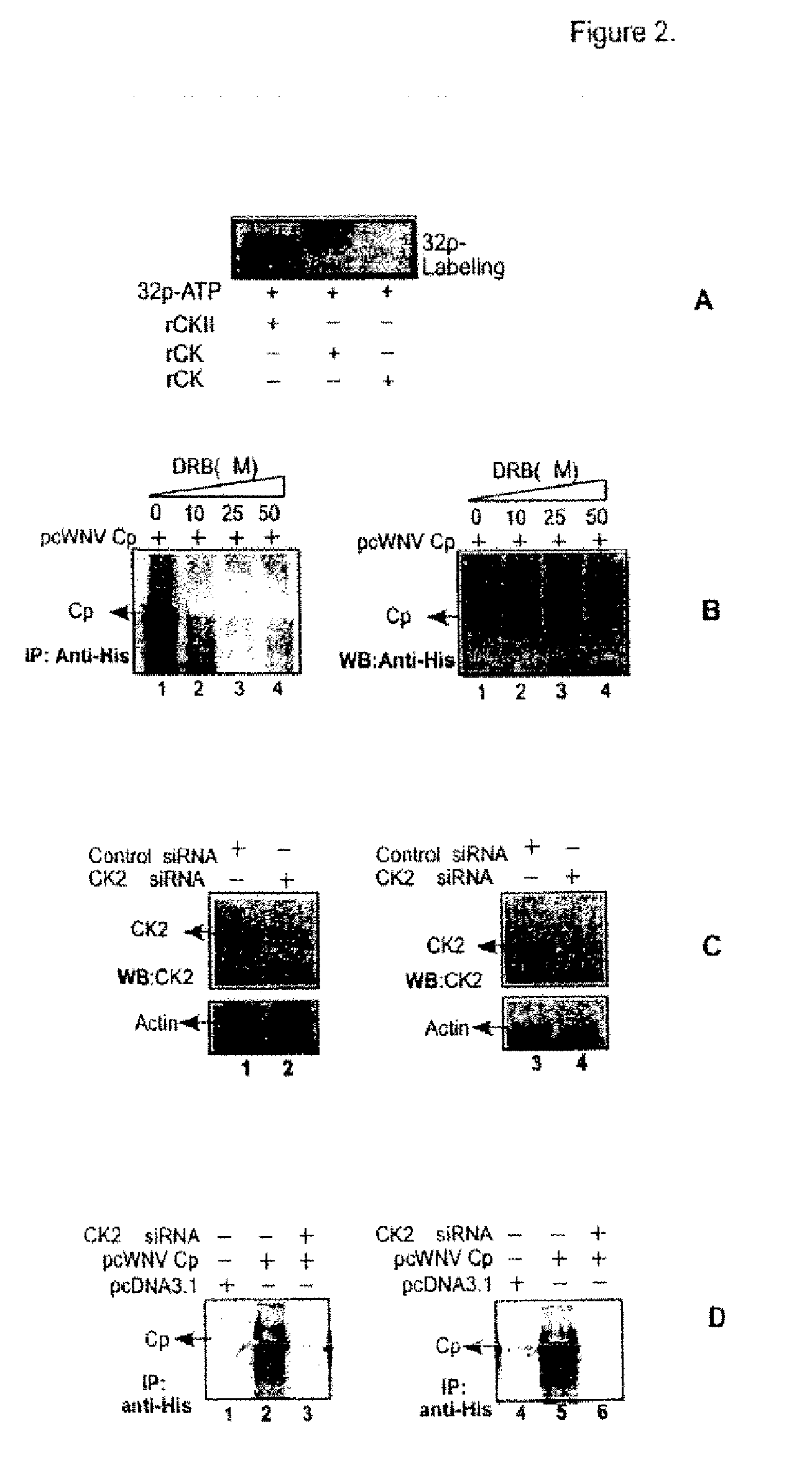 Antiviral inhibition of casein kinase ii