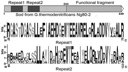 A group of amino acid sequences that can improve the heat-resistant temperature and thermostability of SOD and its application