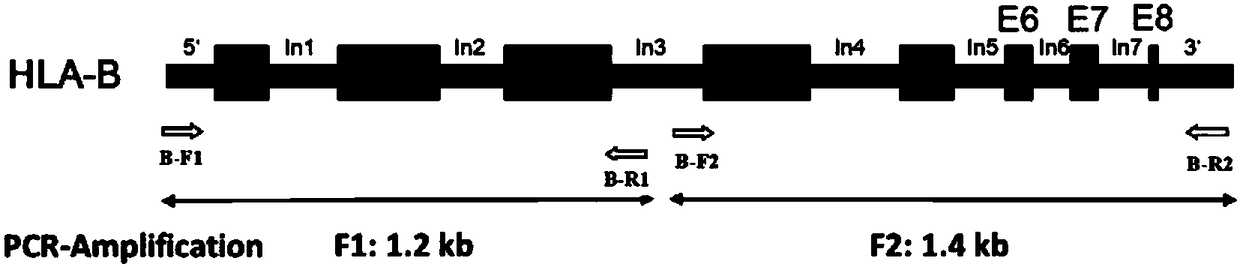 Primer group, kit and method for HLA (human leukocyte antigen) gene amplification and gene parting