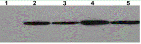 Mycobacterium smegmatis IL-17A and preparation method thereof