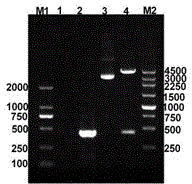 Mycobacterium smegmatis IL-17A and preparation method thereof