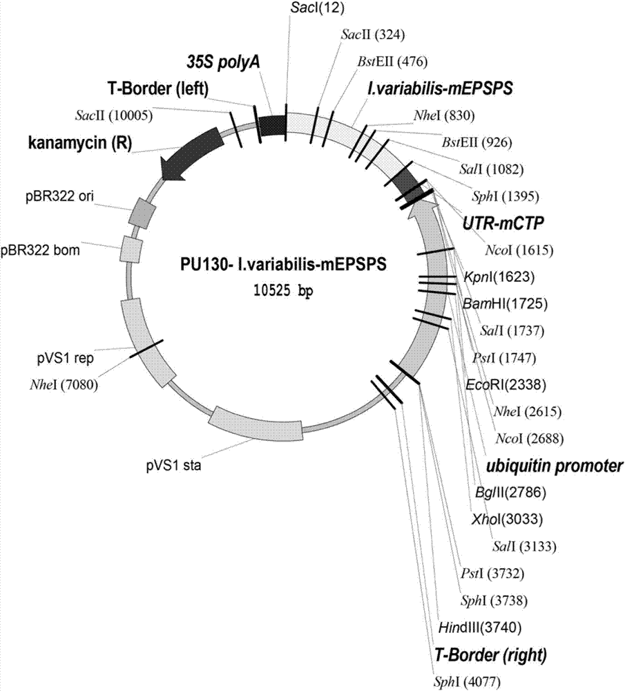 Modified glyphosate-resistant gene and glyphosate-resistant rice cultivation method