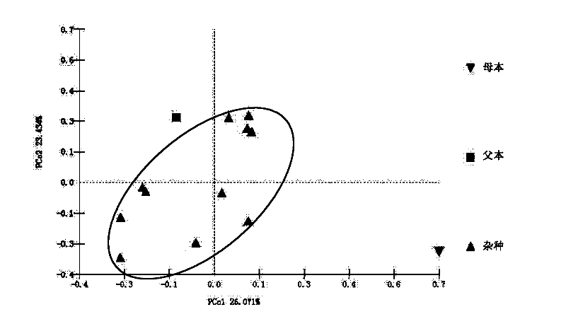 A method for identification of distant hybrid offspring of peony and peony