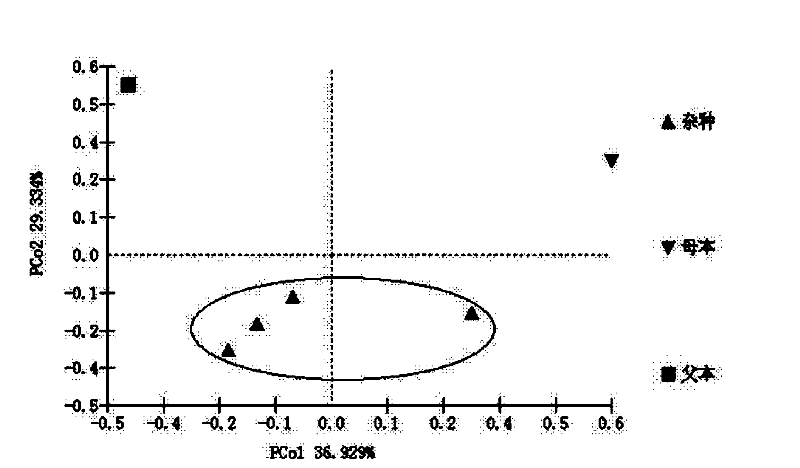 A method for identification of distant hybrid offspring of peony and peony