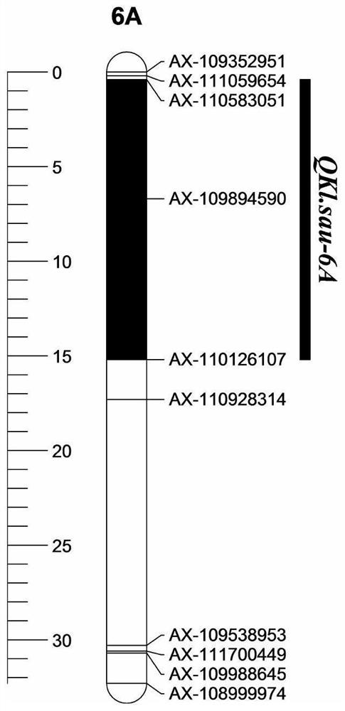 A major qtl locus controlling wheat grain length and closely linked kasp primers and applications