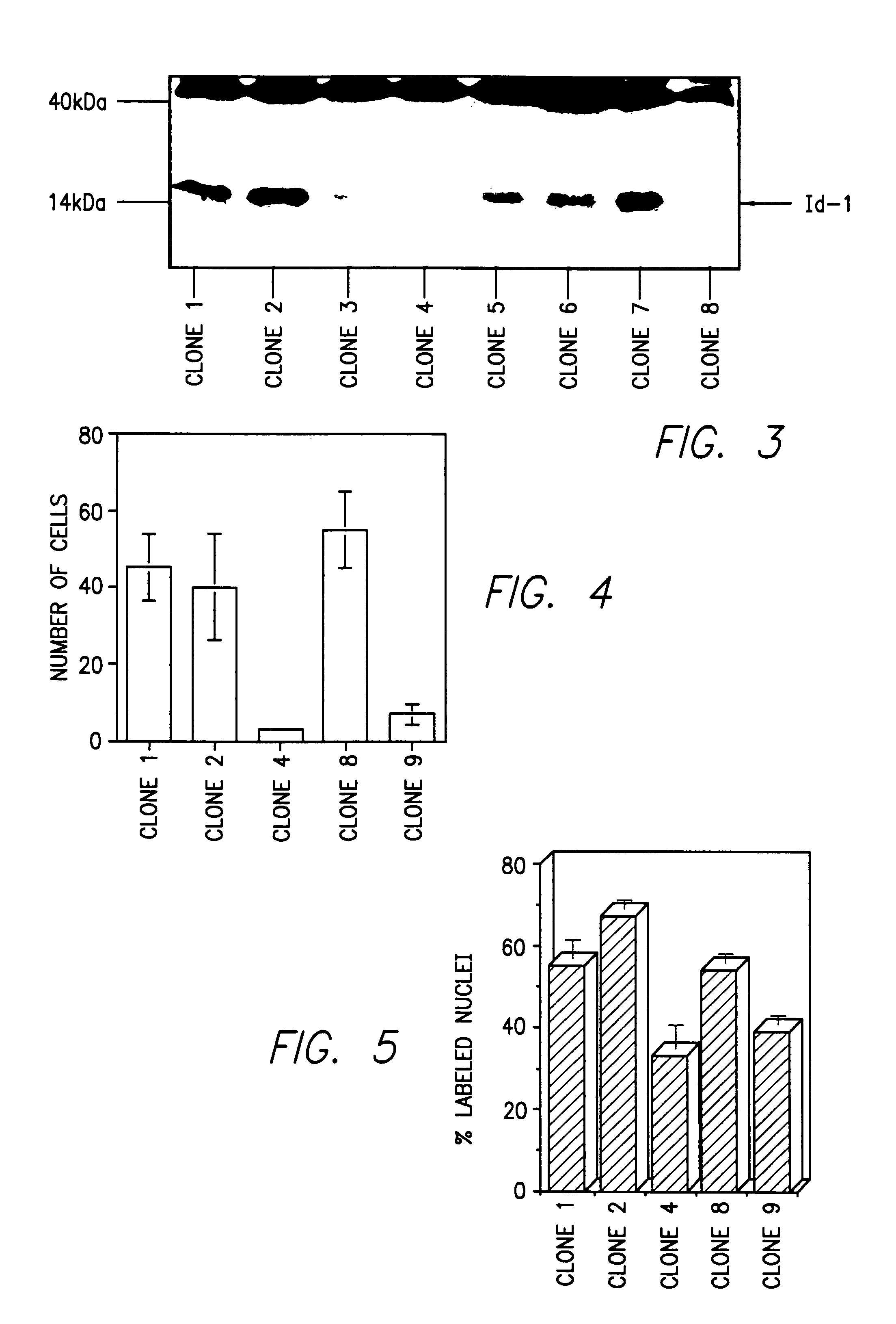 Id-1 and Id-2 genes and products as markers of epithelial cancer