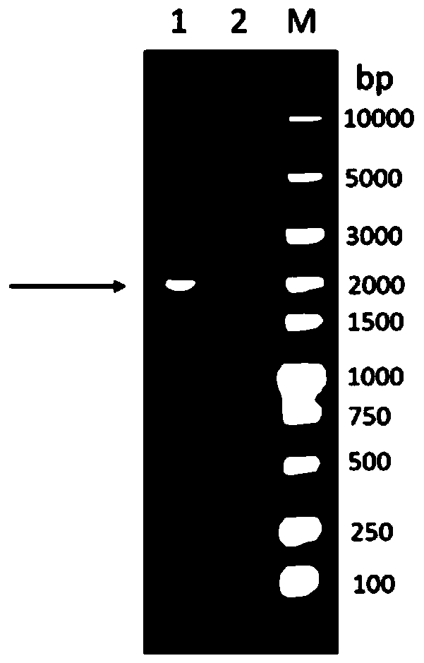 Novel genetic engineering subunit vaccine for avian Newcastle disease viruses