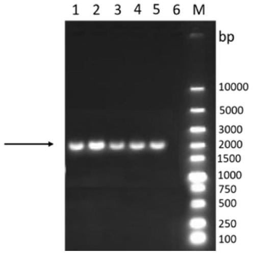 Novel genetic engineering subunit vaccine for avian Newcastle disease viruses