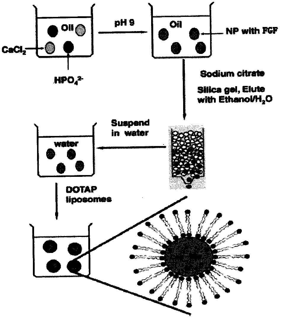 Preparation and Application of Lipid Calcium Phosphate Nanoparticle Encapsulating Cell Growth Factor