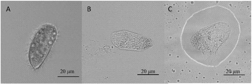 Method and system for preventing and treating cryptocryon irritan diseases of aquaculture animals by hydroxyl radicals