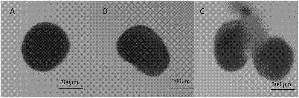 Method and system for preventing and treating cryptocryon irritan diseases of aquaculture animals by hydroxyl radicals