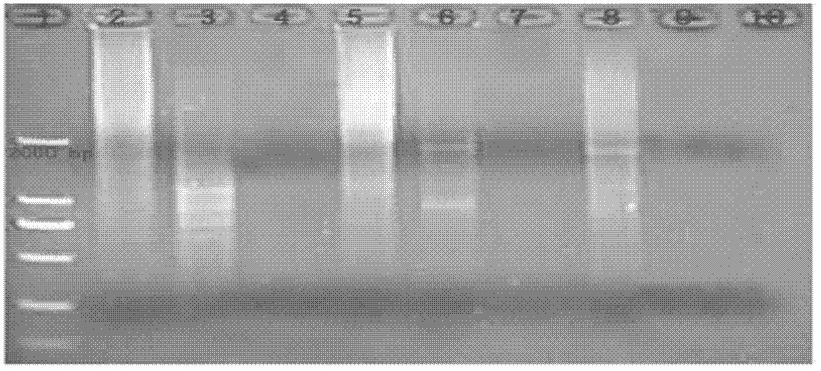 Polymerase chain reaction (PCR) detection method universal for viruses